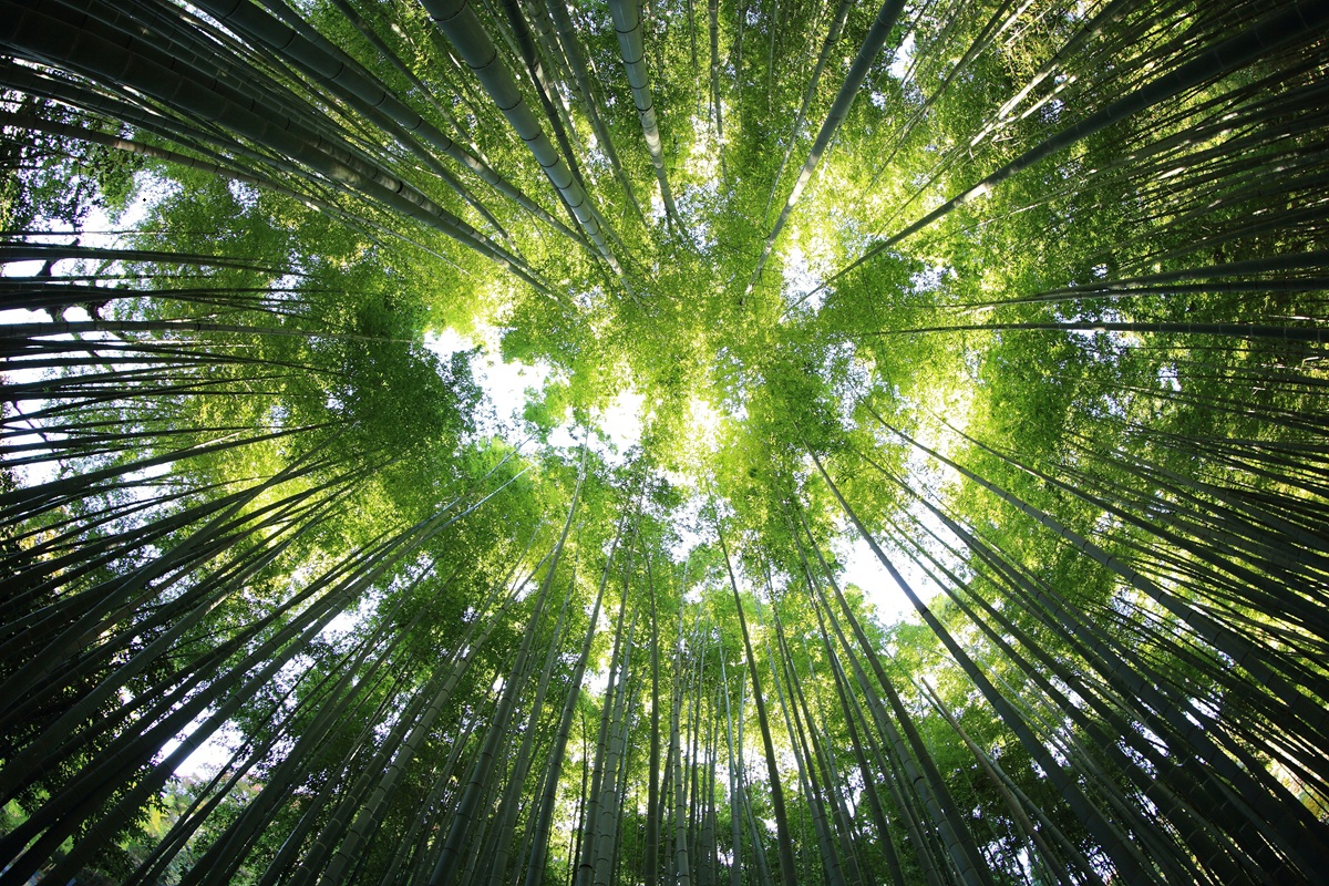 Image of forest